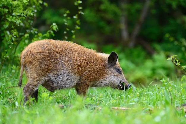 Photo wild boar on the forest in summer time