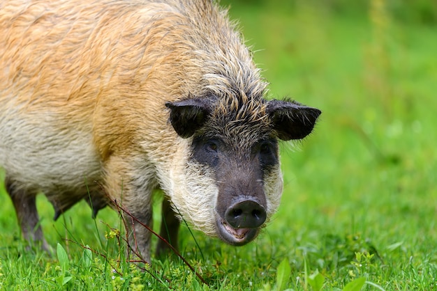 Wild boar on the forest in summer time
