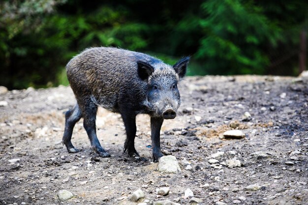 Wild boar in forest