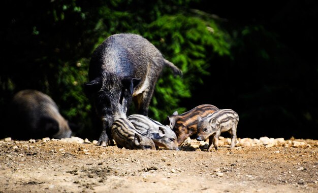 Wild boar in forest