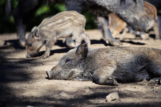 Wild boar in forest