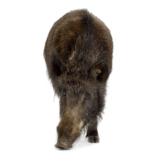 Wild boar in front of a white background