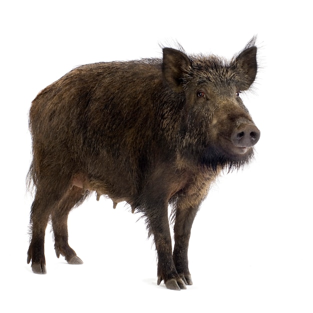 Wild boar in front of a white background
