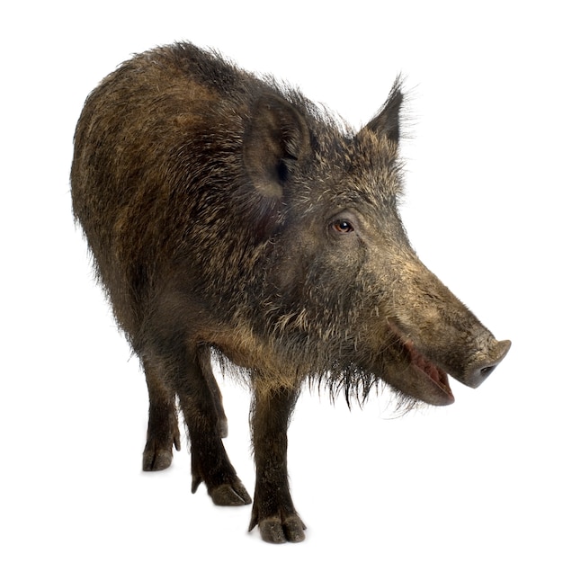 Wild boar in front of a white background