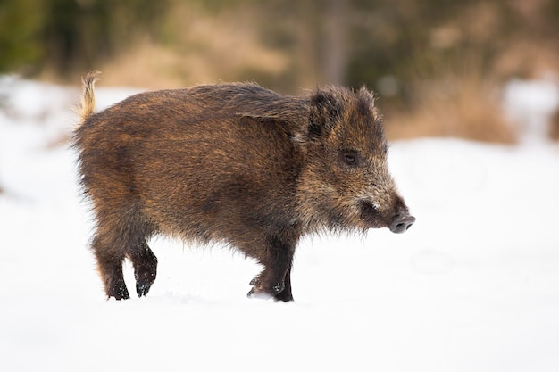 Wild boar going on white meadow in wintertime nature