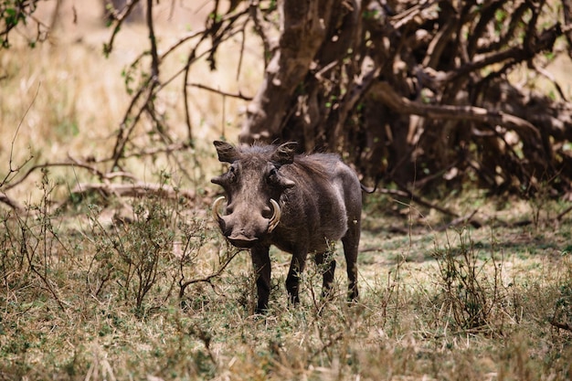 wild boar grass