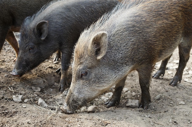 Wild boar herd