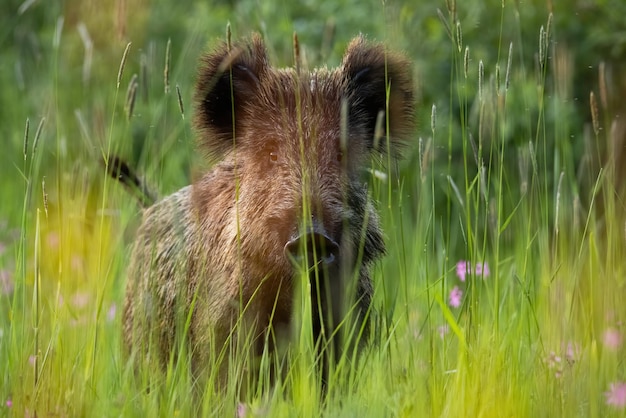 Wild boar hiding in grass on field in summer nature