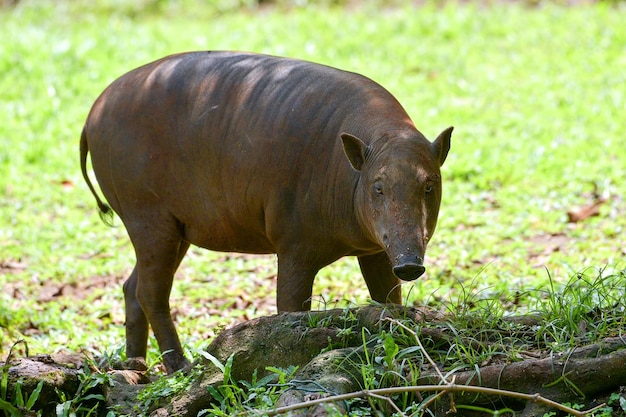 The wild boar looks like it's looking for food