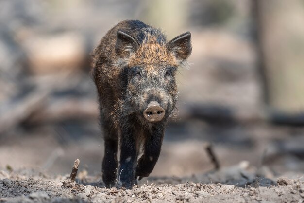 Wild boar male in the forest, (sus scrofa)