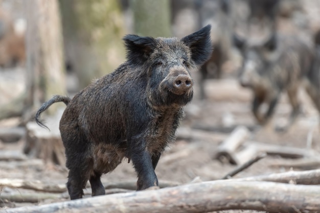 Самец кабана в лесу (sus scrofa)