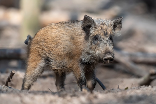 Maschio di cinghiale nella foresta