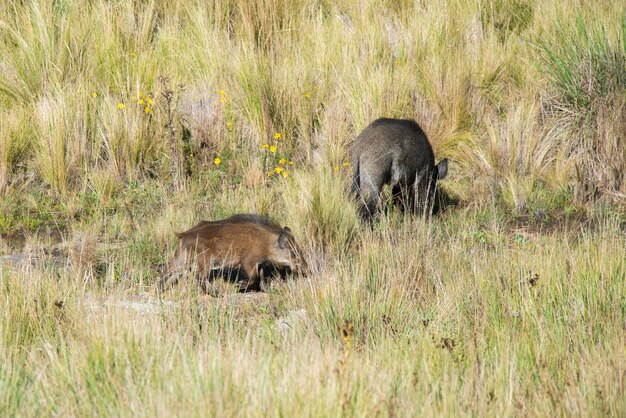 Foto madre cinghiale selvaggia e vitello praterie di montagna nel parco nazionale di pampa de achala quebrada del condorito provincia di cordoba argentina