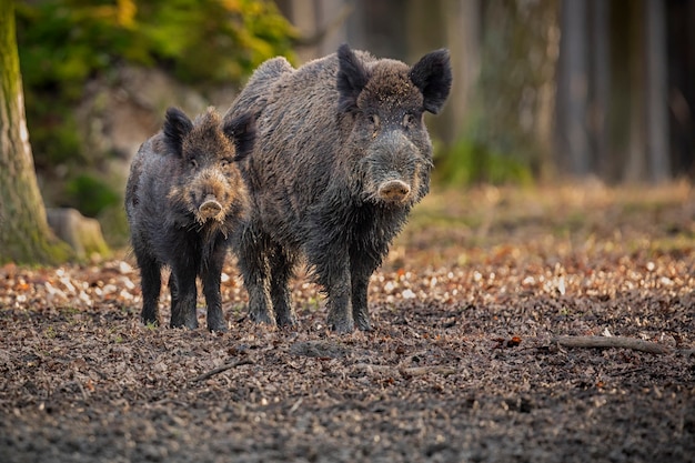 wild boar in the nature habitat dangerous animal in the forest czech republic nature sus scrofa