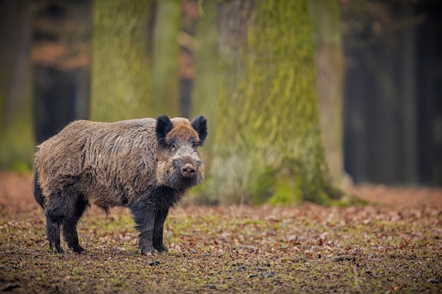 Wild boar in the nature habitat dangerous animal in the forest\
czech republic nature sus scrofa