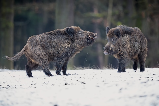 wild boar in the nature habitat dangerous animal in the forest czech republic nature sus scrofa