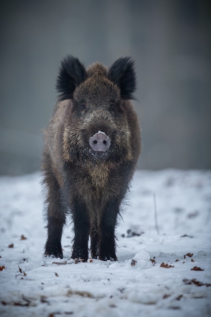 Cinghiale nell'habitat naturale animale pericoloso nella foresta repubblica ceca natura sus scrofa