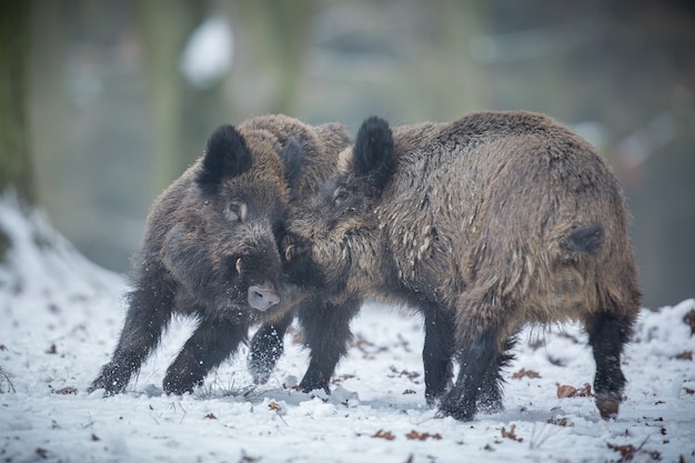 wild boar in the nature habitat dangerous animal in the forest czech republic nature sus scrofa