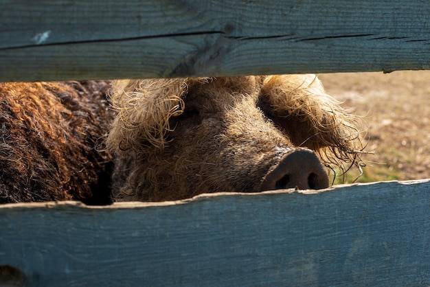 The wild boar in a paddock Selective focus