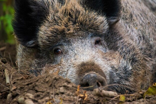 Foto cinghiale rilassante sdraiato a terra