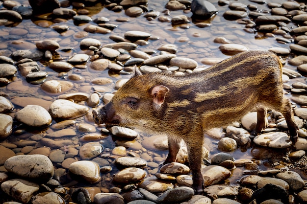 Wild boar in river. Boar in dirt