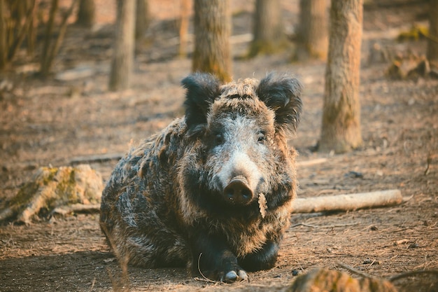 Photo wild boar sitting by trees in forest