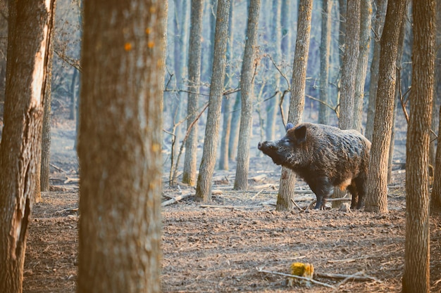 Foto cinghiale in piedi vicino agli alberi nella foresta