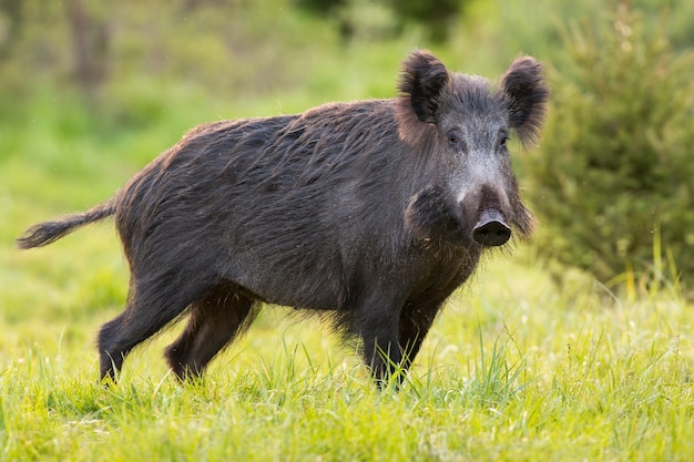 Wild boar standing on green pasture in spring nature