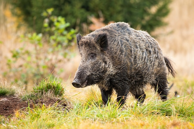 Wild boar standing on meadow in autumn nature