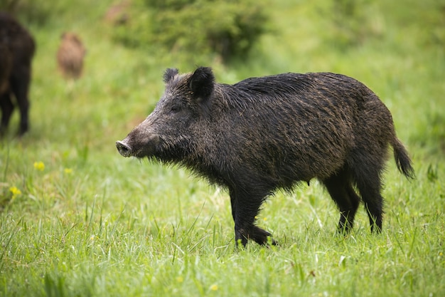 Wild boar standing on a meadow