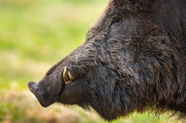 イノシシ、sus scrofa、春の草原を詳細に見つめる頭。