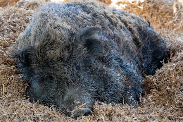 Wild boar Sus scrofa resting on a straw