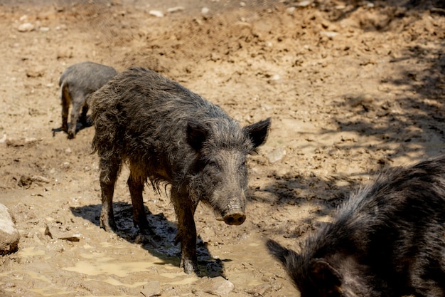 Wild boar in the swamp in its natural habitat