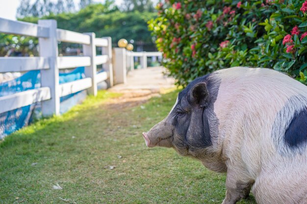 Wild boar walking in the farm