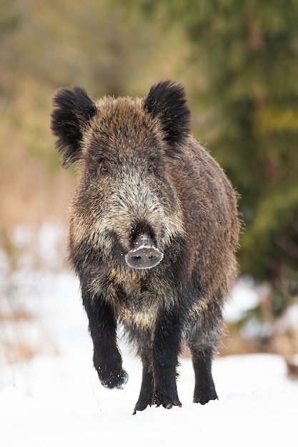 Wild boar walking on meadow in wintertime nature in vertical composition.