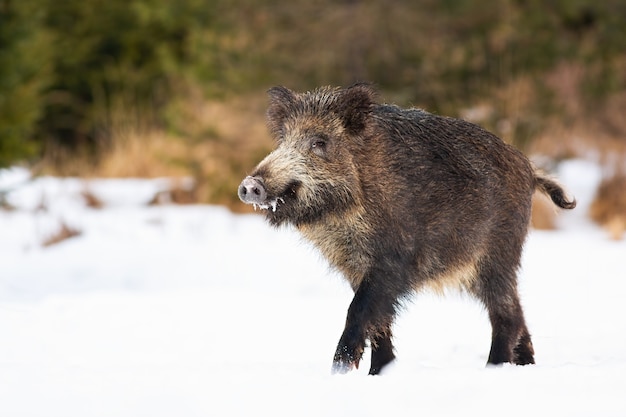 Cinghiale che cammina sul prato innevato nella natura invernale