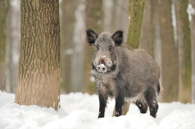 Wild boar in winter forest