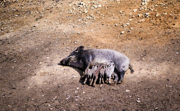 Foto cinghiale con i giovani giorno d'estate animali selvatici