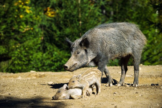 Photo wild boar