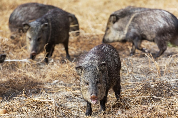 Wild boar