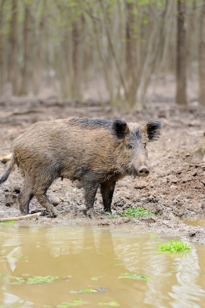 Foto cinghiale