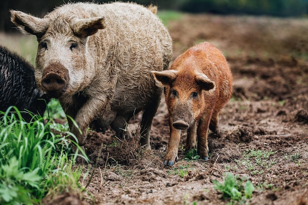 Wild boars Sus scrofa animal family with baby boar in autumn forest in Europe