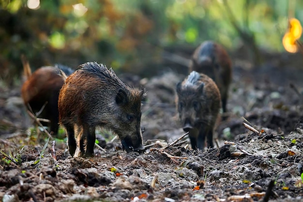 wild boars in the wild in the forest