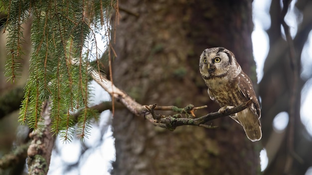 Wild boreal owl sitting on a branch and looking aside