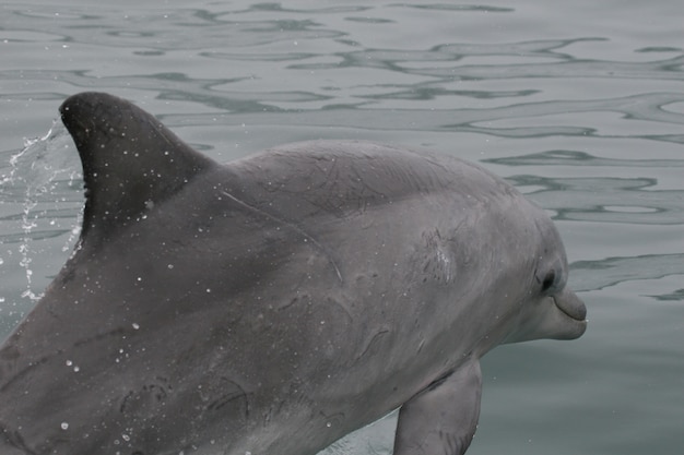 ペルーの海岸沿いのボート沿いに飛ぶ野生のイルカイルカ