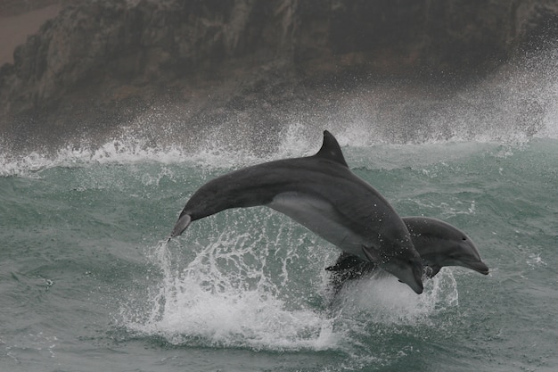 Wild bottlenose dolphins jumping in the waves off the coast of Peru