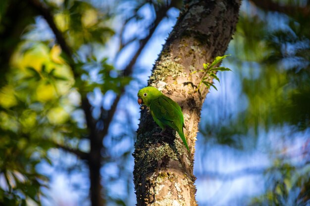 Photo wild brazilian parakeets known as caturrita