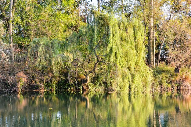 Wild Brenta River