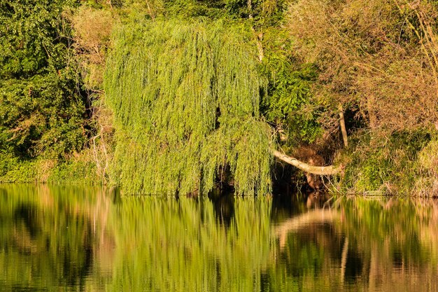 Wild Brenta River