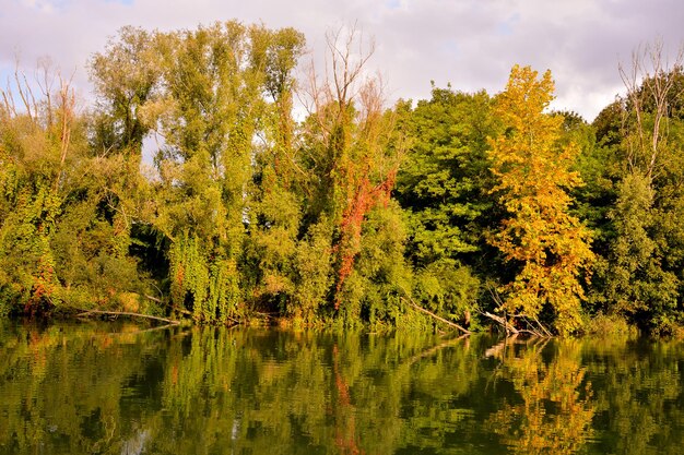 Wild Brenta River